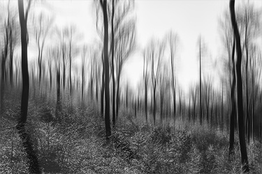 Spessart Forest (2020)