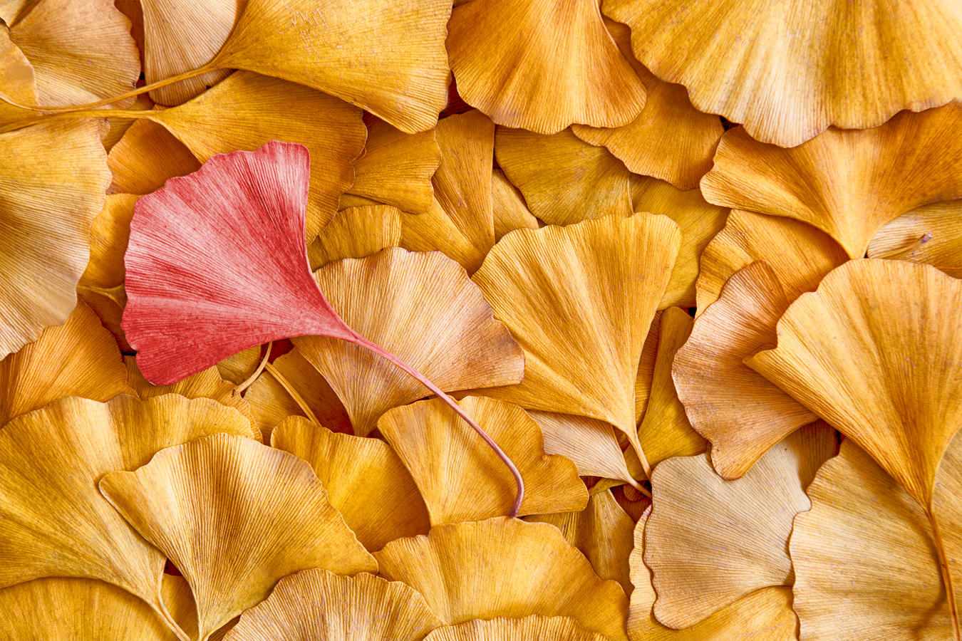 The red Leaf (2012) The red Leaf (2012)